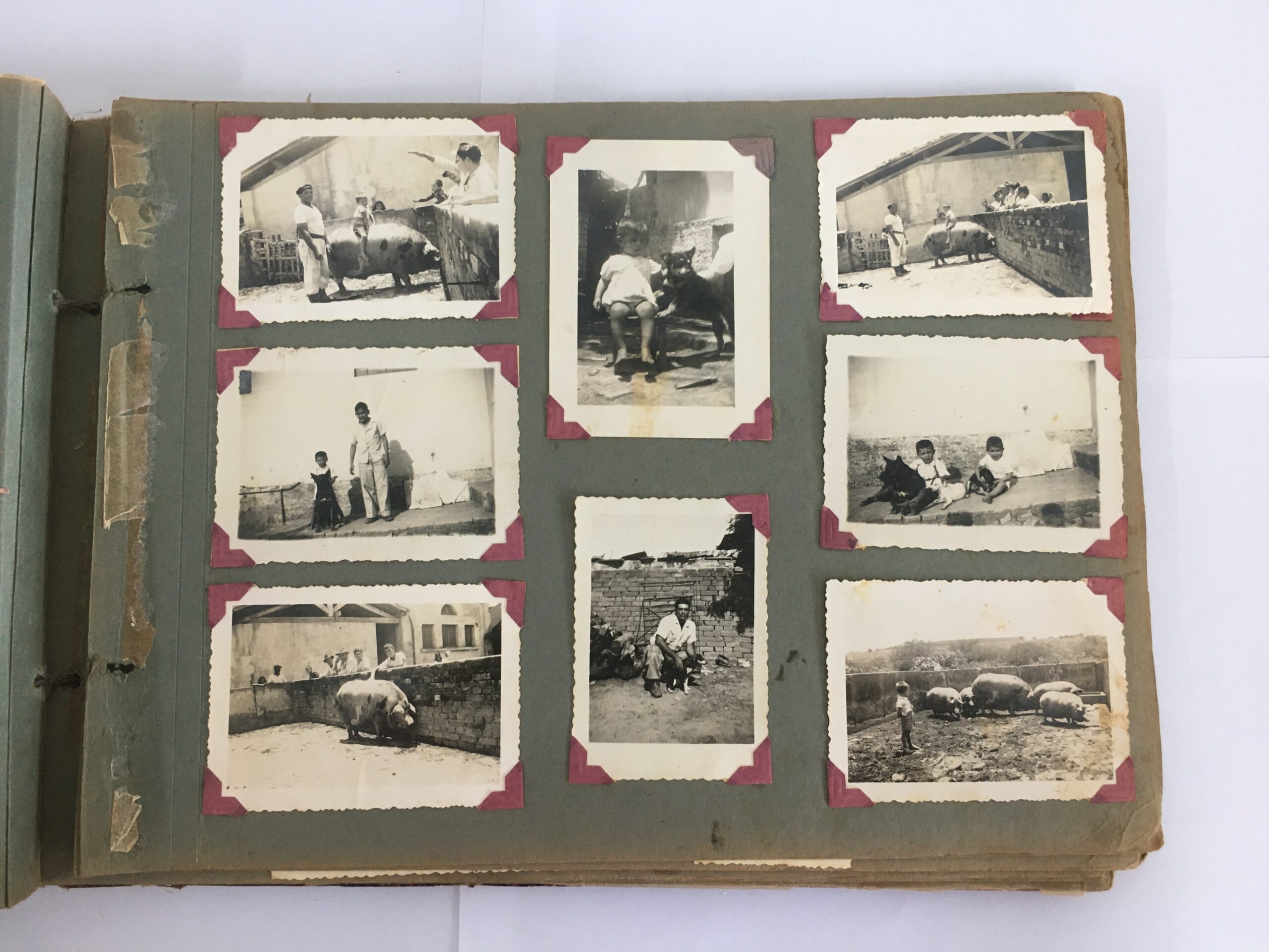 Álbum fotográfico da década de 1940 em preparação para a digitalização. Fotografia.
